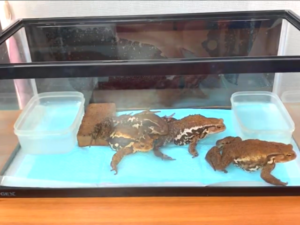 60センチ水槽でヒキガエルを飼育する