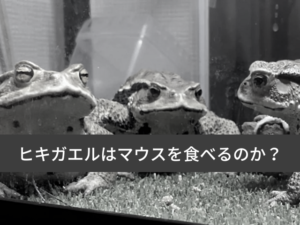 【餌】ヒキガエルはマウスを食べるのか？