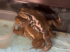 ヒキガエルを庭で飼う【飼育環境のセッティング】