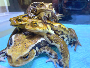 ヒキガエルの最適な飼育温度って？
