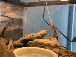 釣られるニホントカゲ