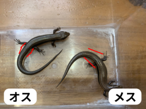 ニホントカゲのオスメス判別『尾の付け根』