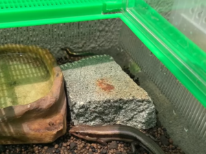ニホントカゲの屋外飼育【メリット3つ】