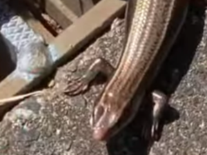 ニホントカゲの屋外飼育【注意点】