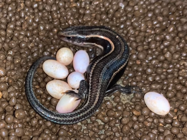 ニホントカゲの産卵