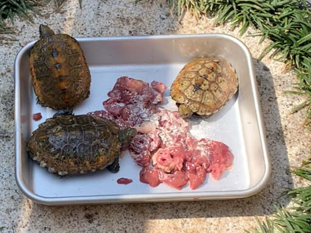 NO.12　食用　日本イシガメ（石亀　石ガメ　いしがめ　イシガメ）卵　観察容器付き　親違い　3個のお値段です　　