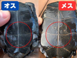 ニホンイシガメの特徴を13個の項目で徹底解説【形態と生態】 | くま村長の開拓日記