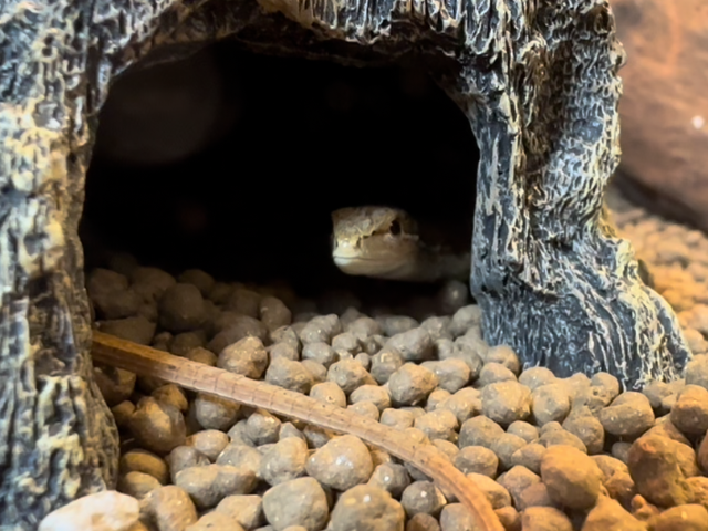 カナヘビ飼育における全ての事を詳しく解説