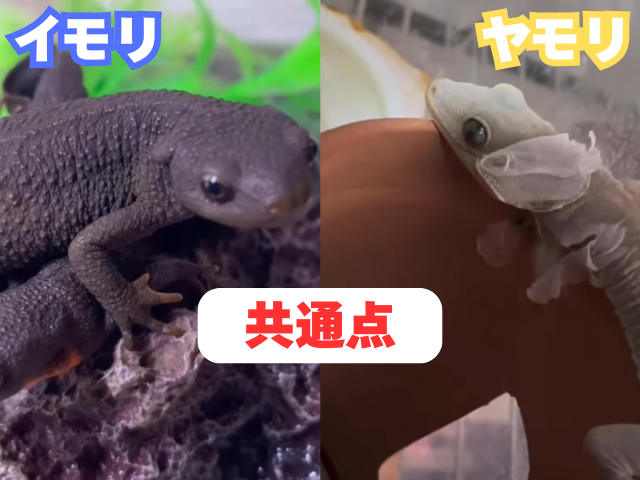 ヤモリとイモリの違い3つ!画像で徹底解説【種類・生態・形態】 | くま村長の開拓日記