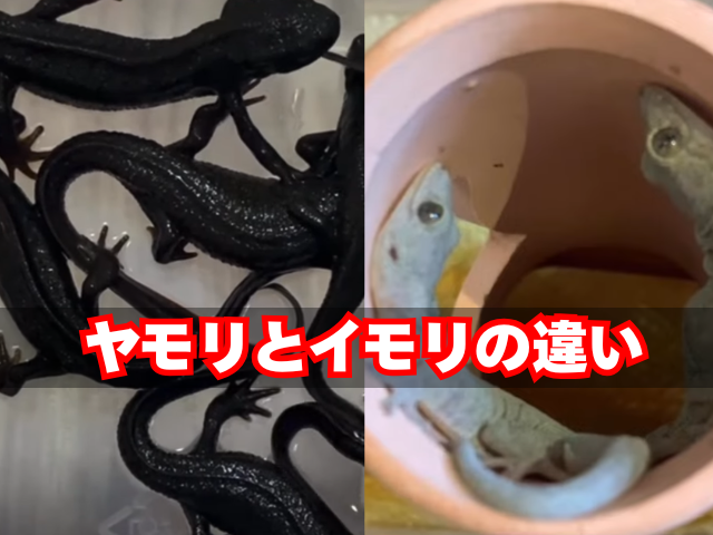 ヤモリとイモリの違い3つ!画像で徹底解説【種類・生態・形態】 | くま村長の開拓日記