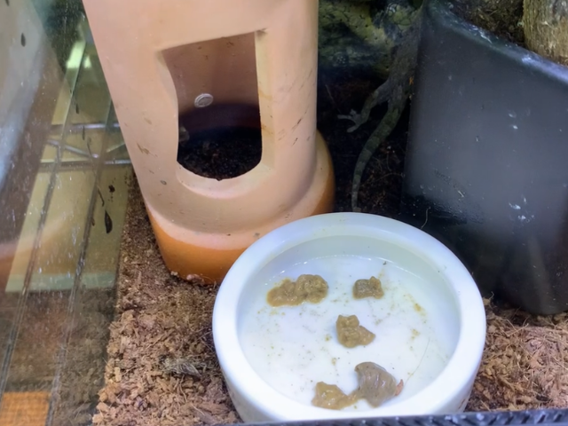 ヤモリの飼い方マニュアル【飼育環境・餌・日々の管理まで徹底解説】 | くま村長の開拓日記
