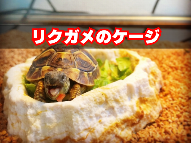 リクガメのケージ・オススメとレイアウト【大きさの目安も解説 